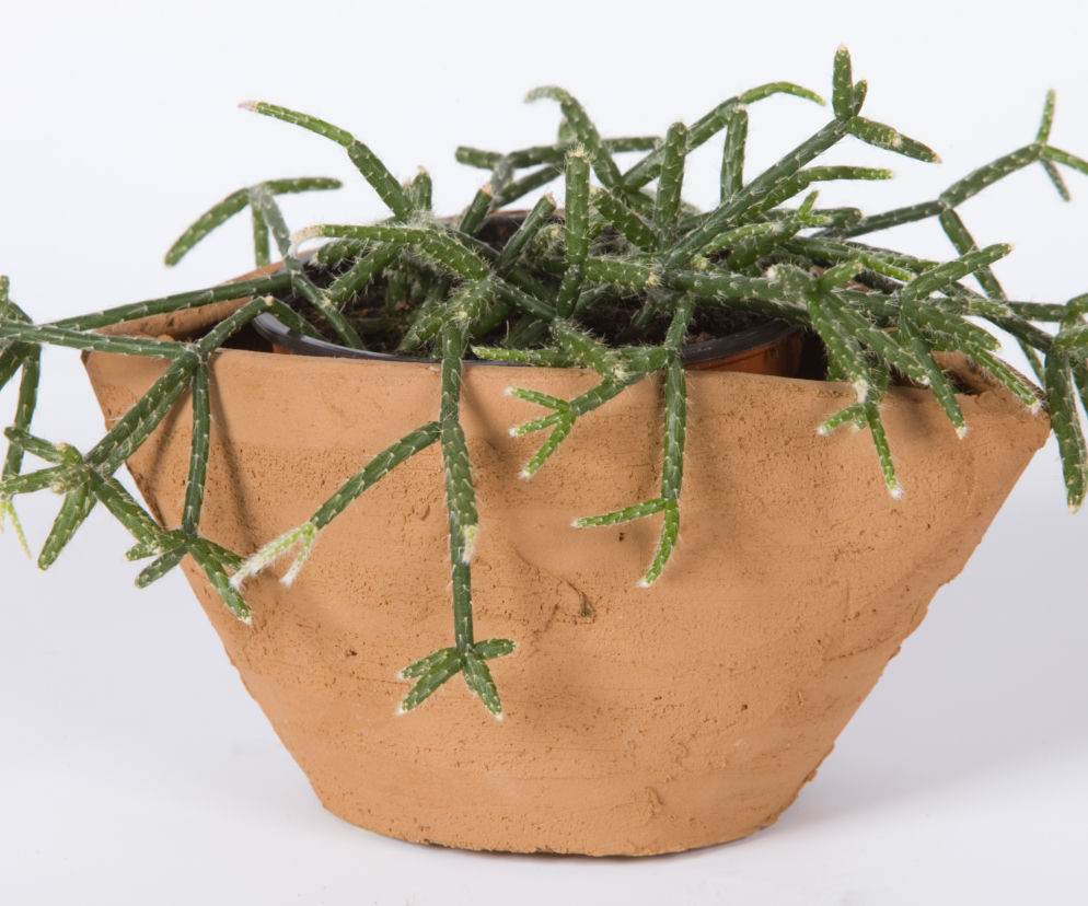 Erythrorhipsalis