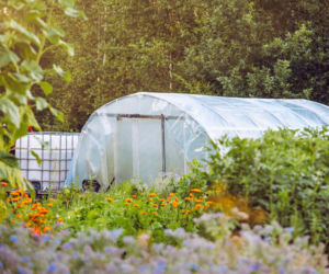 Czas pomyśleć o warzywniku. Ceny tuneli foliowych luty 2026