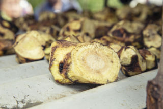 Naturalny środek na stres zakazany! Ministerstwo Zdrowia ostrzega: grozi uszkodzeniem wątroby