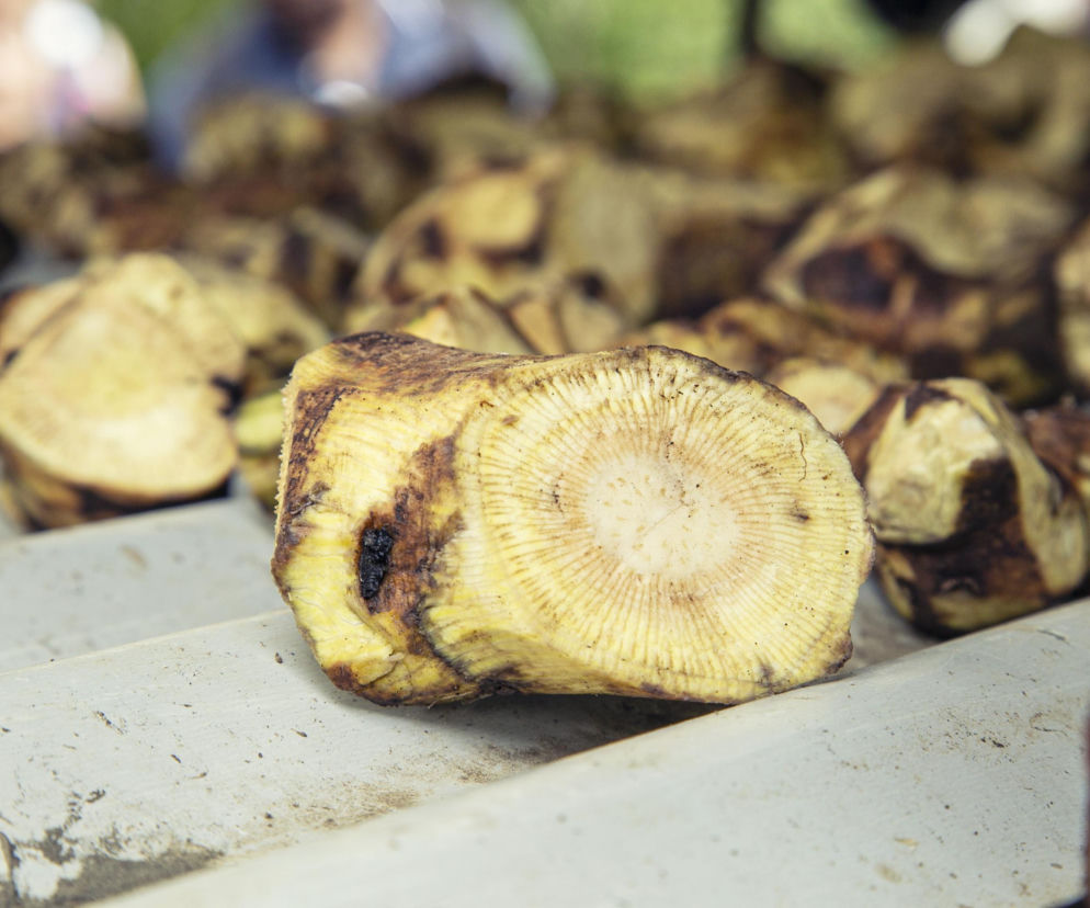 Naturalny środek na stres zakazany! Ministerstwo Zdrowia ostrzega: grozi uszkodzeniem wątroby