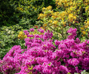 Różaneczniki i azalie