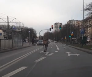 Jeleń hasał po ulicach Krakowa