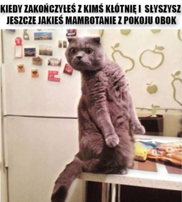 Światowy Dzień Kota 2022. Zobacz najśmieszniejsze obrazki i MEMY z kotami! 