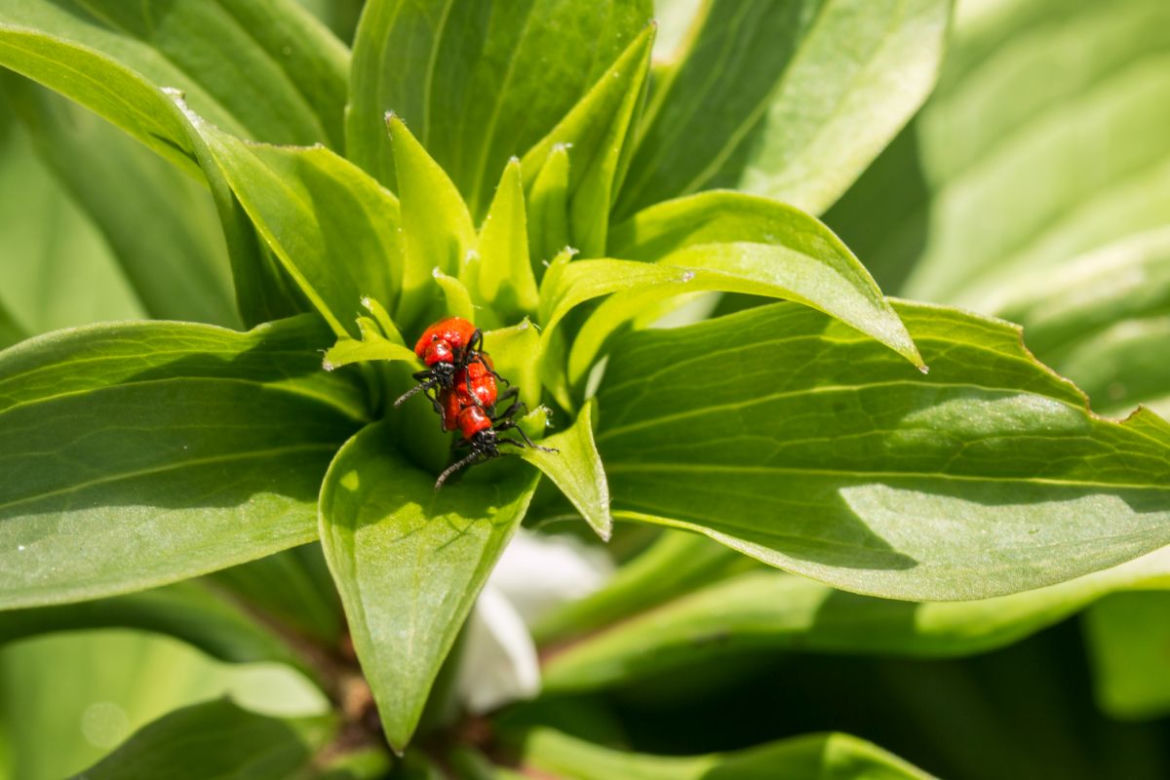 Poskrzypka liliowa
