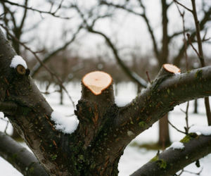 Zimowe cięcie drzew owocowych