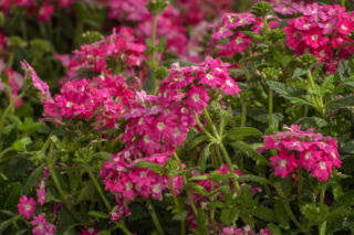 Te kwiaty siejemy w styczniu! Jeśli przegapisz termin, mogą nie zakwitnąć