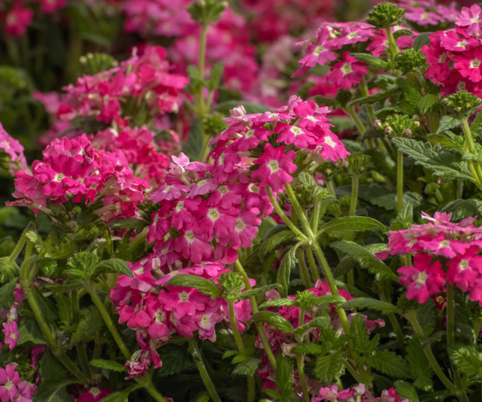 Te kwiaty siejemy w styczniu! Jeśli przegapisz termin, mogą nie zakwitnąć
