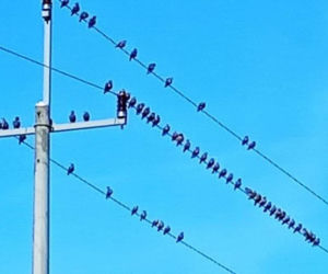 Ptasia Wioska w Adamkowie