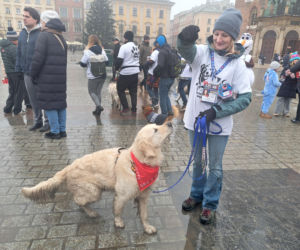 34. finał WOŚP w Krakowie. Golden Retrievery na Rynku Głównym