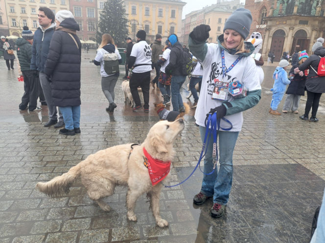 34. finał WOŚP w Krakowie. Golden Retrievery na Rynku Głównym