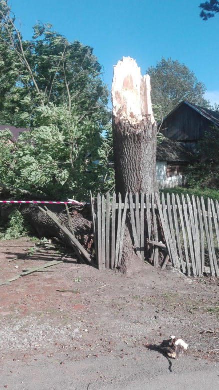 Powiśle. Halny łamał gigantyczne drzewa jak zapałki i przewracał je na samochody!