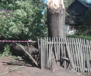 Powiśle. Halny łamał gigantyczne drzewa jak zapałki i przewracał je na samochody!