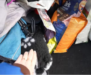 Ekspresowa wyprowadzka Wersow i Friza. Spakowali się w 24h i wyprowadzili z luksusowej willi