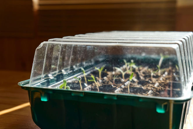 Uprawa rozsady w miniszklarence