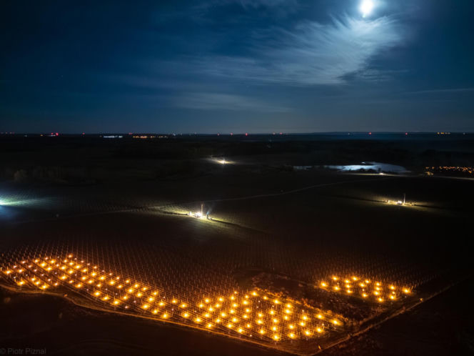 Przymrozki w winnicy - podgrzewanie winorośli