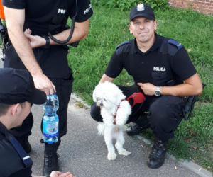 Toruń: Mężczyzna zostawił psa w nagrzanym samochodzie i poszedł na zakupy [ZDJĘCIA]