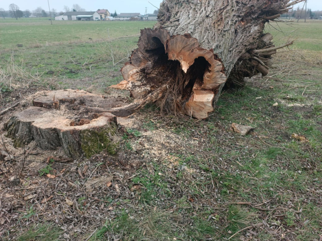 Horror na Mazowszu, potężna wierzba runęła na braci! Jeden stracił zęby, drugi życie