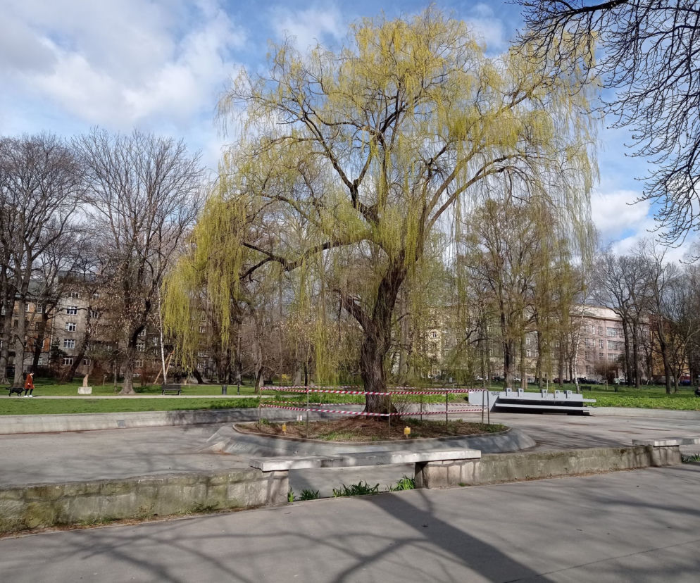 Wierzba w Parku Krakowskim