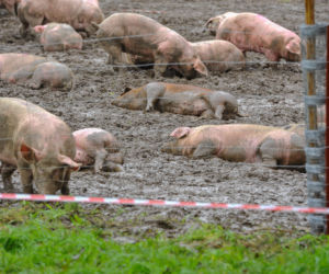 ŚMIERĆ POD TIR-EM PRZEWĄŻĄCYM ŚWINIE.