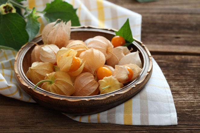 Miechunka peruwiańska