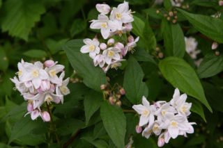 Żylistek różowy - Deutzia rosea