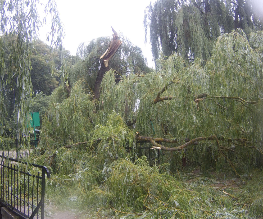 Złamane drzewo SM 