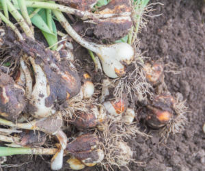 Wykopywanie cebul tulipanów