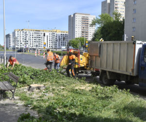 Wycinka drzew na Mokotowie. Mieszkańcy zbulwersowani, tramwajarze uspokajają