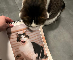 Kot Pandek zapozował do kalendarza KTOZ na 2026 rok