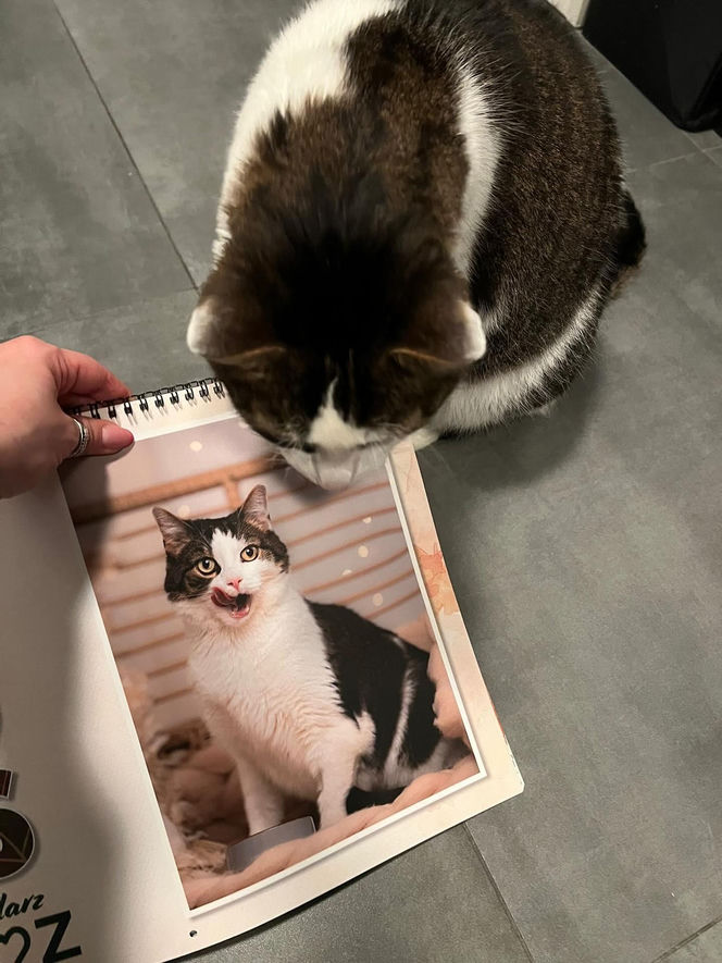 Kot Pandek zapozował do kalendarza KTOZ na 2026 rok