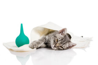 FIV (koci AIDS) - nabyty niedobór immunologiczny u kota