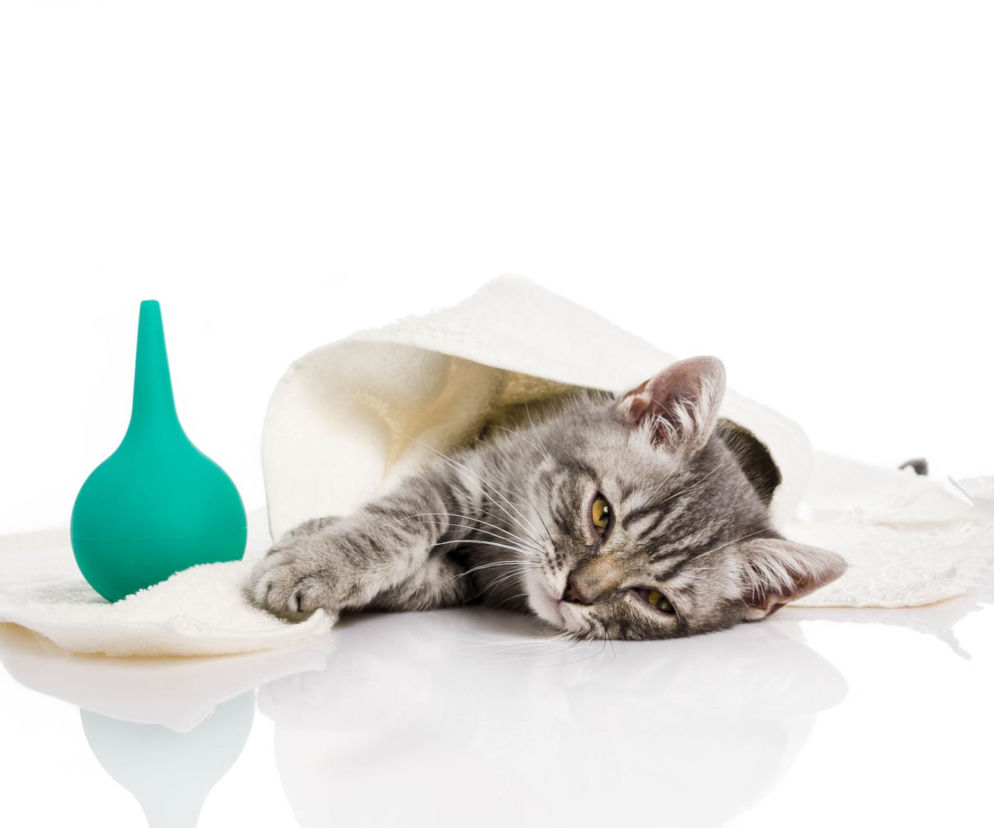 FIV - nabyty niedobór immunologiczny u kota