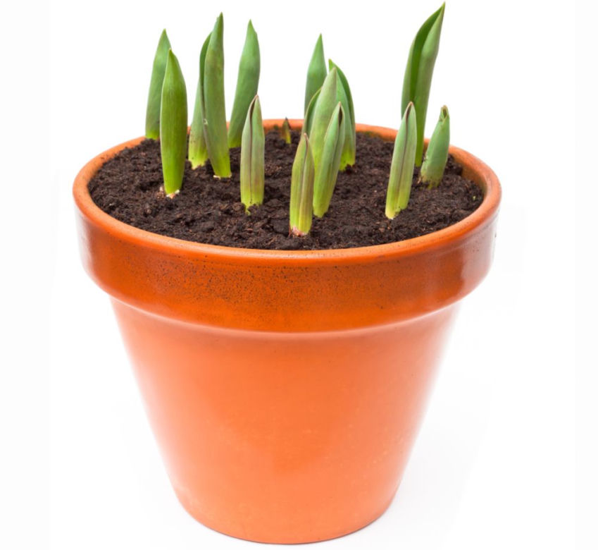 Tulipany w donicach