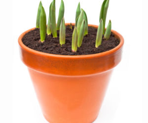 pedzenie-tulipanow