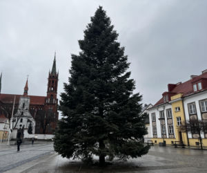 Wielki choinka stanęła na Rynku Kościuszki