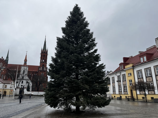 Wielki choinka stanęła na Rynku Kościuszki