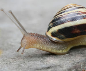 Ślimak: wstężyk gajowy