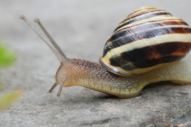 Ślimak: wstężyk gajowy