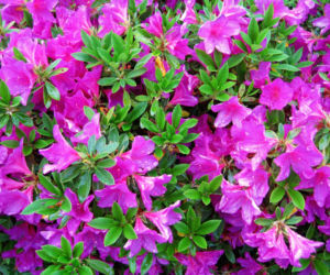 Azalia
