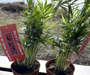 Darmowe palmy na ulicach Suwałk! Niezwykła akcja Radia ESKA