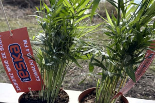 Darmowe palmy na ulicach Suwałk! Niezwykła akcja Radia ESKA