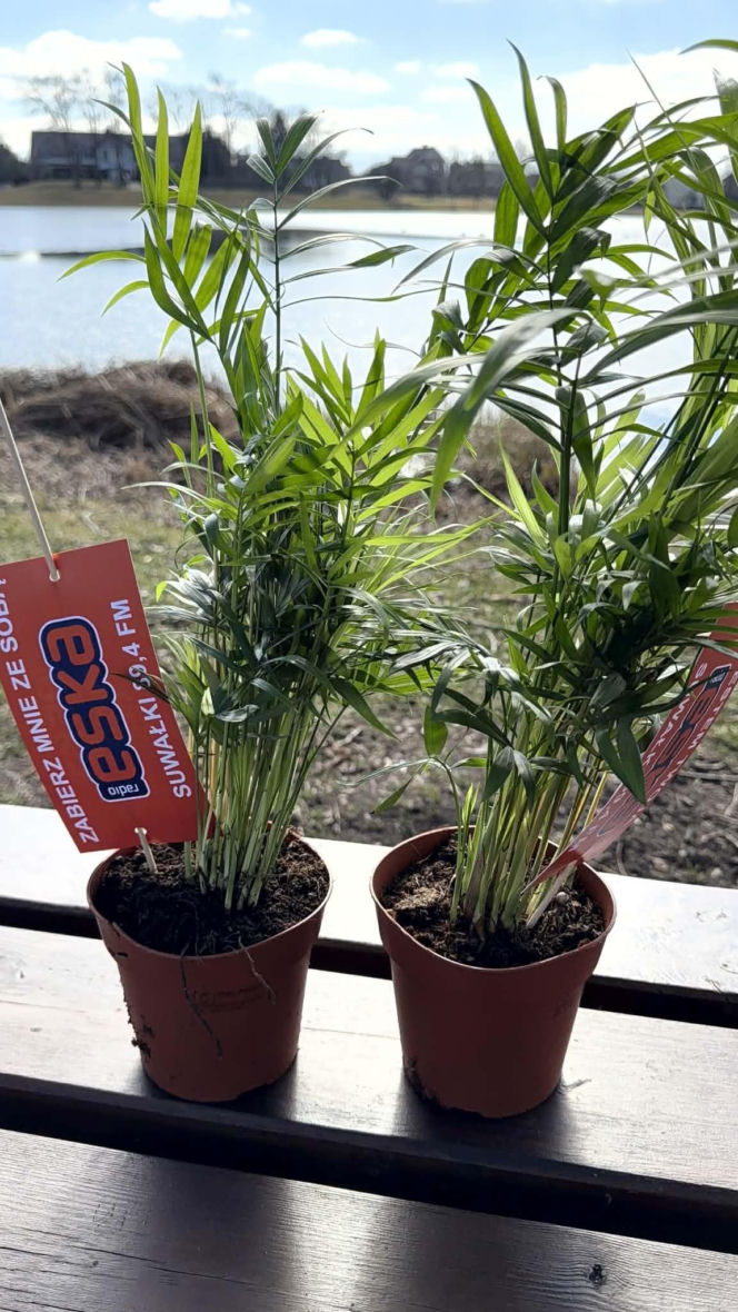 Darmowe palmy na ulicach Suwałk! Niezwykła akcja Radia ESKA