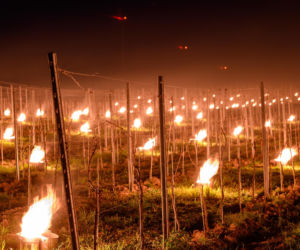 Przymrozki w winnicy - podgrzewanie winorośli