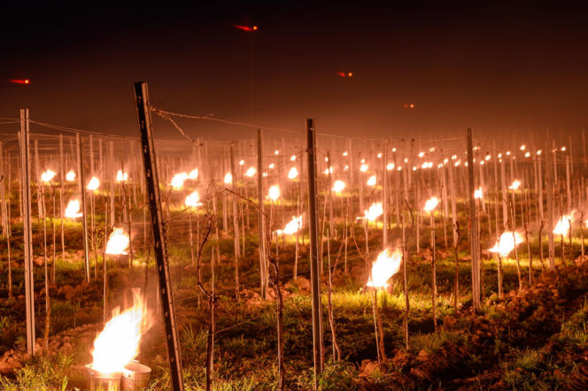 Przymrozki w winnicy - podgrzewanie winorośli