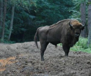 Agroturystyka Werstok - Dubicze Cerkiewne