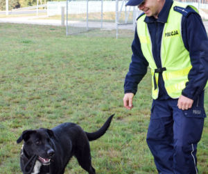 Dzięki dzielnicowemu o wielkim sercu, psiak został maskotką komendy