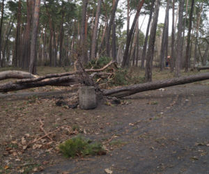 Niszczycielska wichura w Bydgoszczy [ZDJĘCIA]