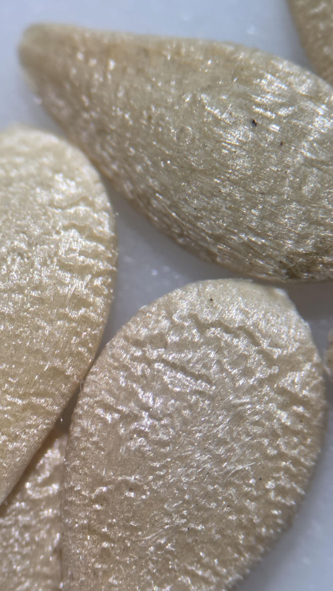 Nasiona z Maciejowa po locie w kosmos