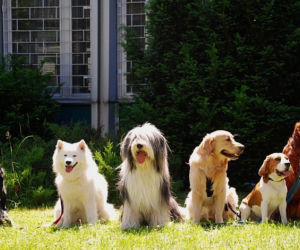 Dogoterapia
