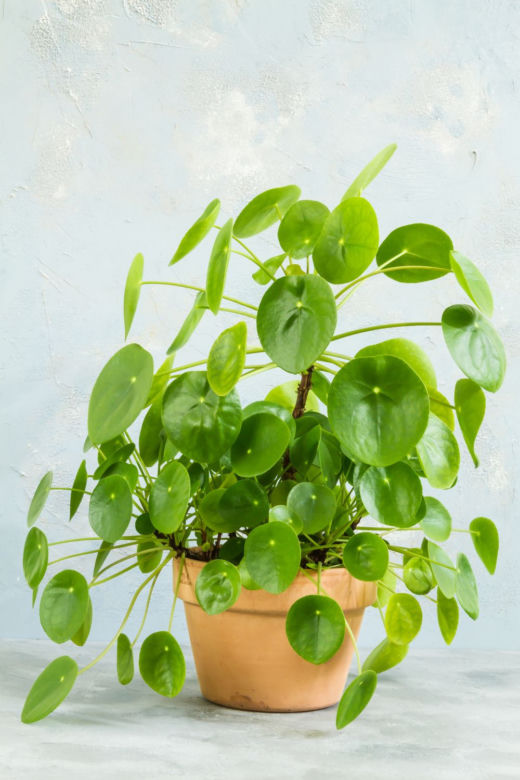 Pilea - pieniążek